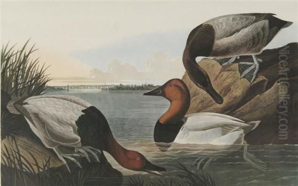 Mallard Duck Oil Painting by John James Audubon