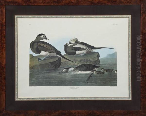 Long-tailed Duck Oil Painting by John James Audubon