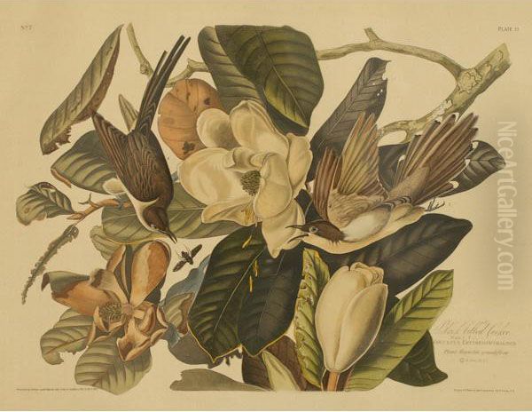 Black Billed Cuckoo Oil Painting by John James Audubon