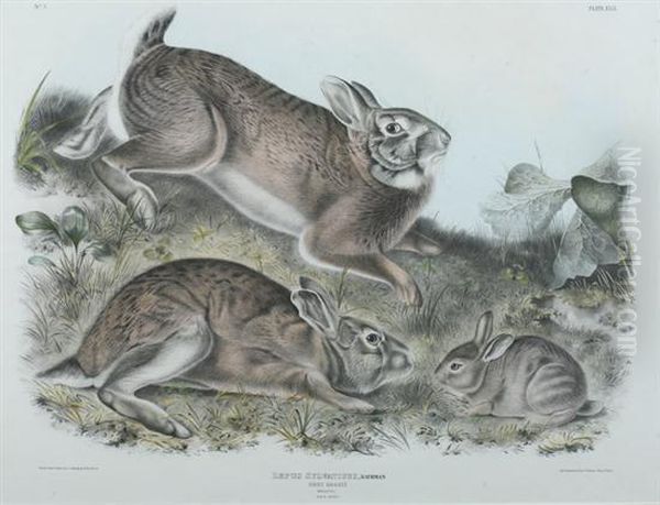 Grey Rabbit Oil Painting by John James Audubon