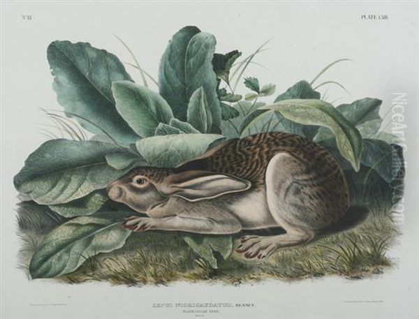 Black-tailed Hare Oil Painting by John James Audubon