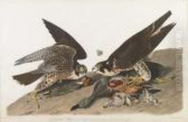 Great-footed Hawk Oil Painting by John James Audubon