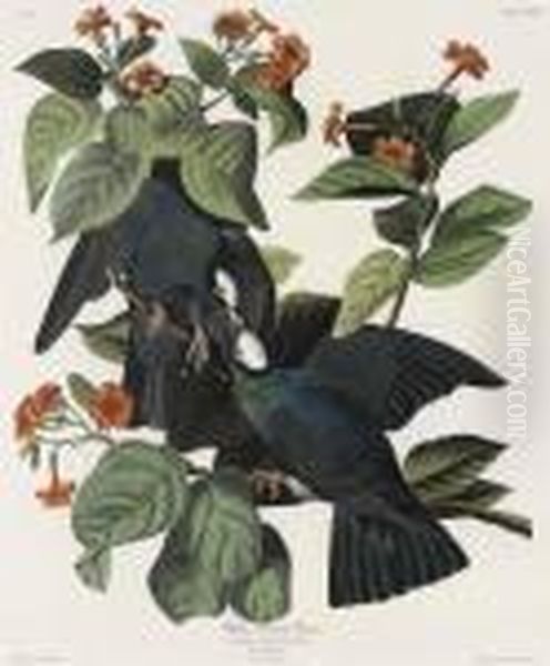 White-crowned Pigeon Oil Painting by John James Audubon