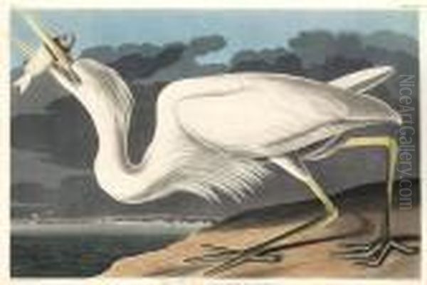 Great White Heron Oil Painting by John James Audubon