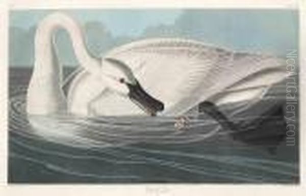 Trumpeter Swan (plate Ccccvi) Oil Painting by John James Audubon