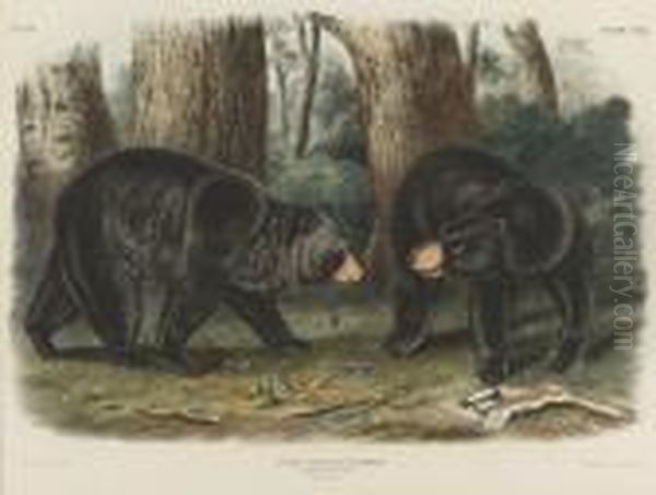 American Black Bear Oil Painting by John James Audubon