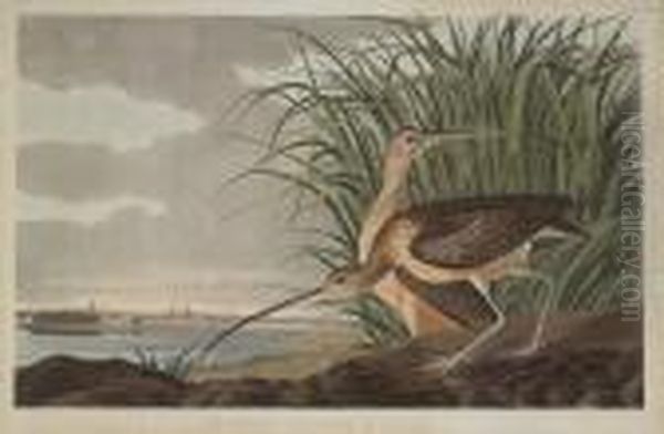 Long-billed Curlew Oil Painting by John James Audubon