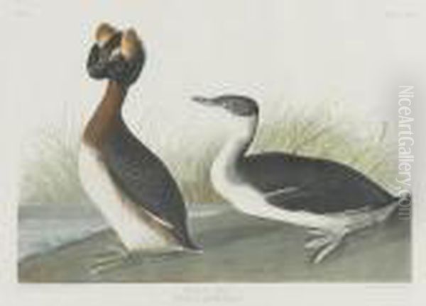 Horned Grebe Oil Painting by John James Audubon