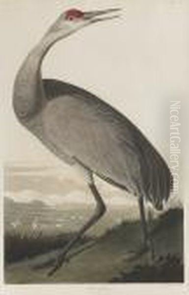 Hooping Crane Oil Painting by John James Audubon