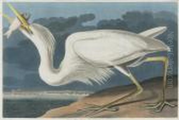 Great White Heron Oil Painting by John James Audubon