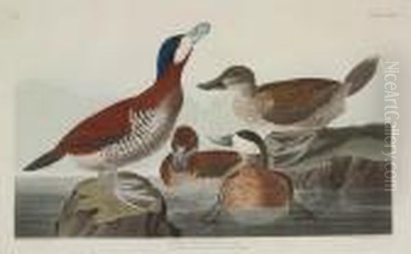 Ruddy Duck Oil Painting by John James Audubon