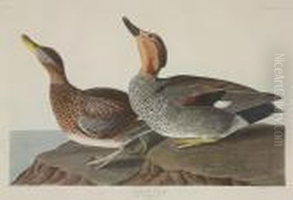 Gadwall Duck Oil Painting by John James Audubon