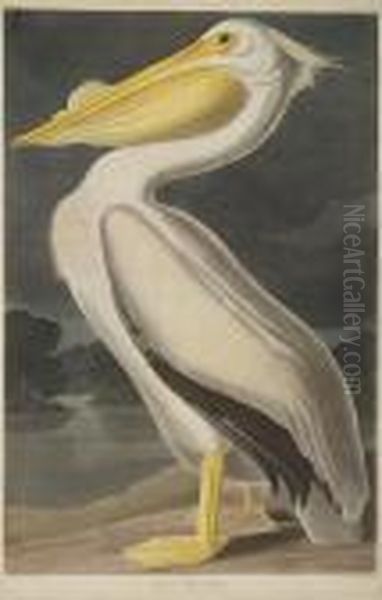 American White Pelican Oil Painting by John James Audubon