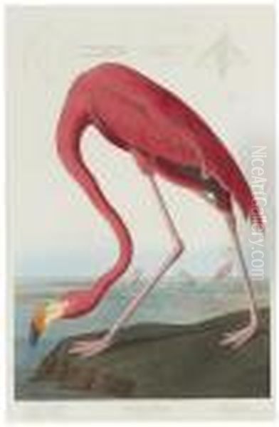 American Flamingo Oil Painting by John James Audubon