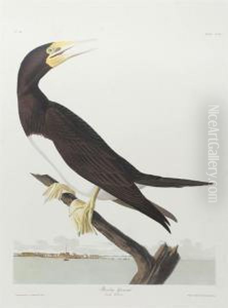 The Havell Edition Oil Painting by John James Audubon