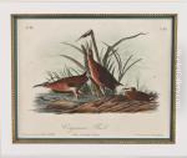 Virginia Rail Oil Painting by John James Audubon