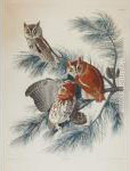 Mottled Owl Oil Painting by John James Audubon