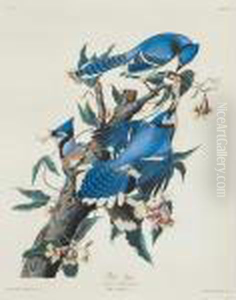 Blue Jay Oil Painting by John James Audubon