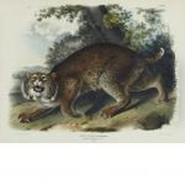 Common American Wild Cat Oil Painting by John James Audubon