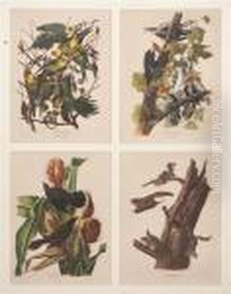 Parakeets, Woodpecker, Squirrel And Blackbird Oil Painting by John James Audubon