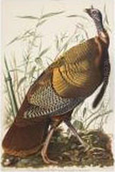 Great American Cock Male Oil Painting by John James Audubon