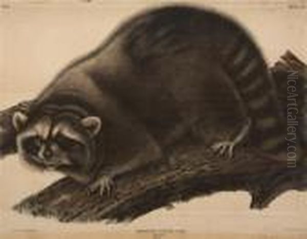 Procyon Lotor, Cuvier, Raccoon. Male Oil Painting by John James Audubon