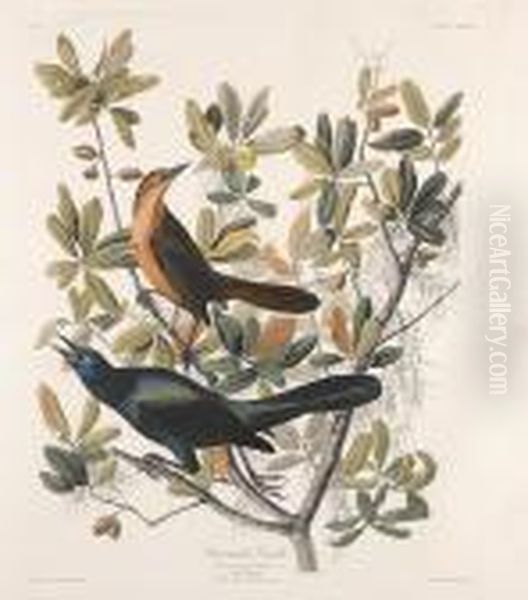 Boat-tail Crackle Oil Painting by John James Audubon