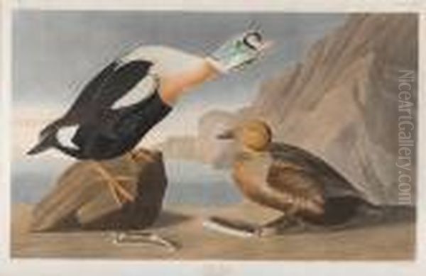 King Duck Oil Painting by John James Audubon