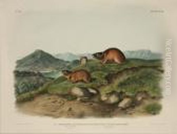 Tawny Lemming And Back's Lemming Oil Painting by John James Audubon