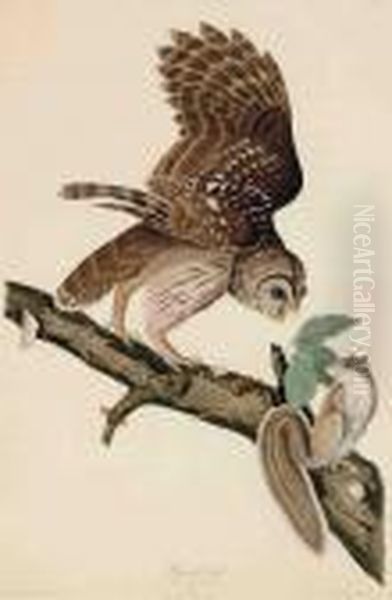 Barred Owl Oil Painting by John James Audubon