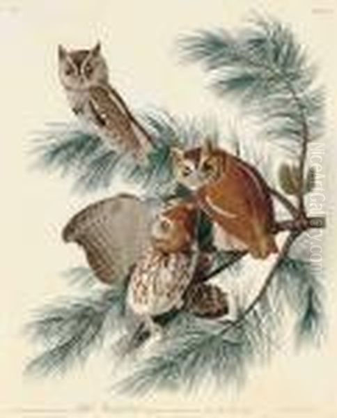 Little Screech Owl 
 Strix Asio Oil Painting by John James Audubon