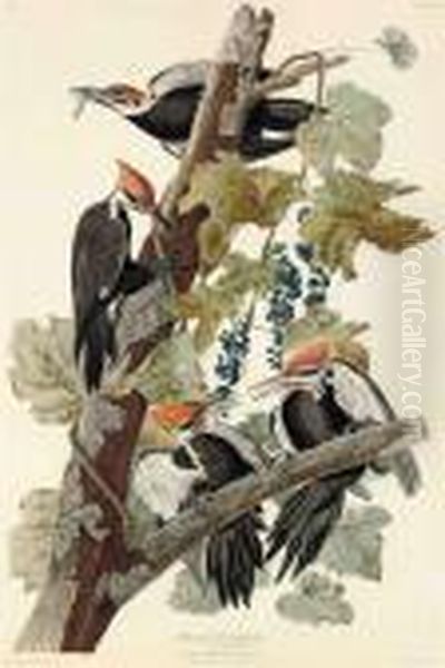 Pileated Woodpecker Oil Painting by John James Audubon