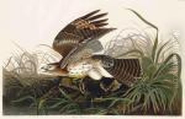 Winter Hawk Oil Painting by John James Audubon