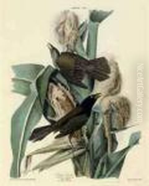 Purple Grackle 
 Quiscalus Versicolor Oil Painting by John James Audubon