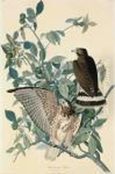 Broad-winged Hawk Oil Painting by John James Audubon