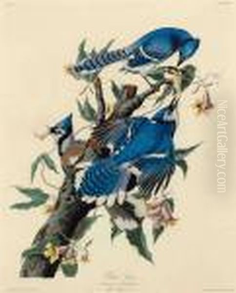 Blue Jay Oil Painting by John James Audubon