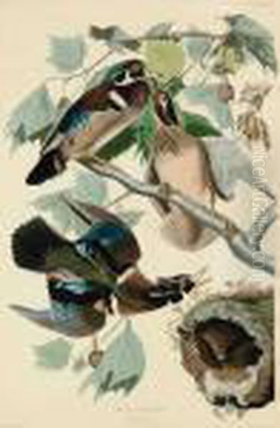 Summer Or Wood Duck Oil Painting by John James Audubon