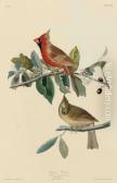 Cardinal Grosbeak Oil Painting by John James Audubon