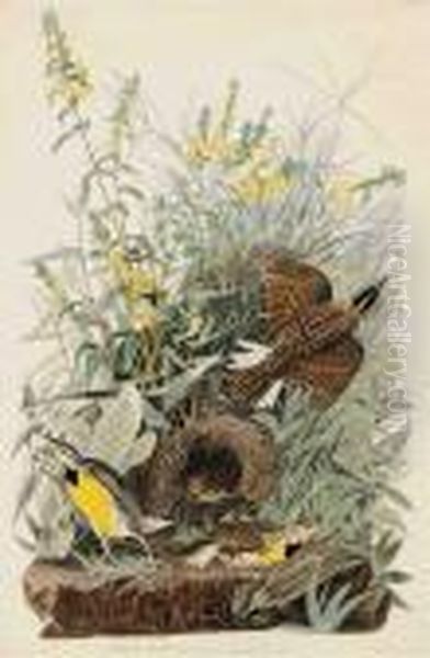 Meadow Lark Oil Painting by John James Audubon