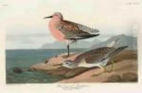 Red-breasted Sandpiper Oil Painting by John James Audubon