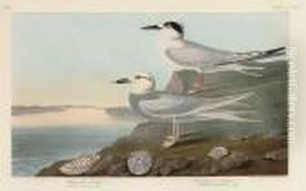 Havell's Tern. Trudeau's Tern Oil Painting by John James Audubon