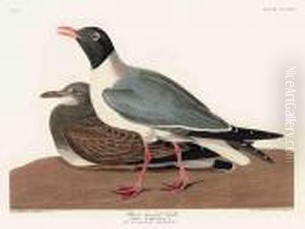 Black-headed Gull Oil Painting by John James Audubon