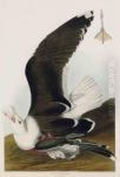 Black Backed Gull Oil Painting by John James Audubon