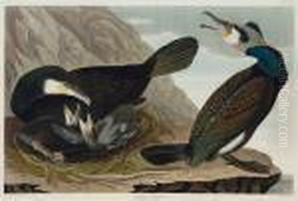 Common Cormorant Oil Painting by John James Audubon