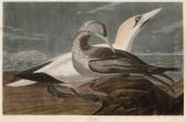 Gannet Oil Painting by John James Audubon