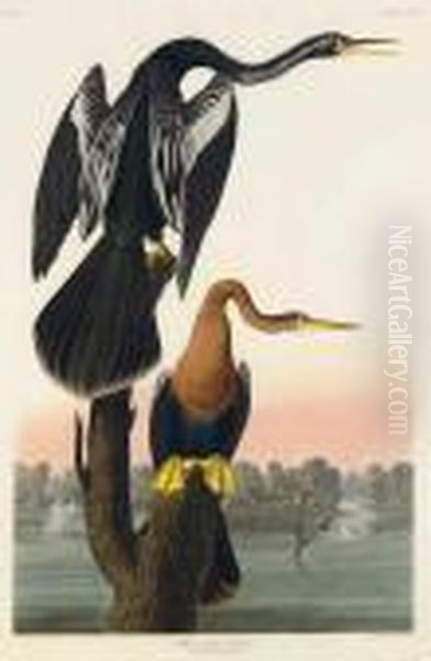 Black-bellied Darter Oil Painting by John James Audubon