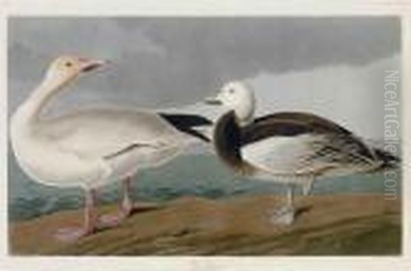 Snow Goose Oil Painting by John James Audubon