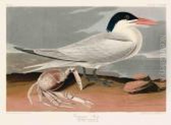 Cayenne Tern Oil Painting by John James Audubon