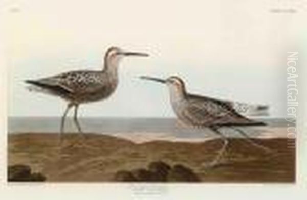 Long-legged Sandpiper Oil Painting by John James Audubon