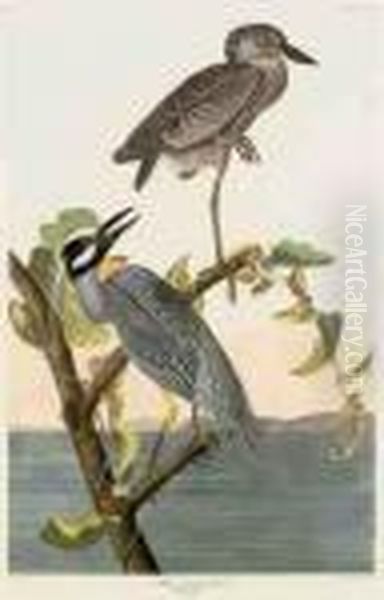 Yellow-crowned Heron Oil Painting by John James Audubon